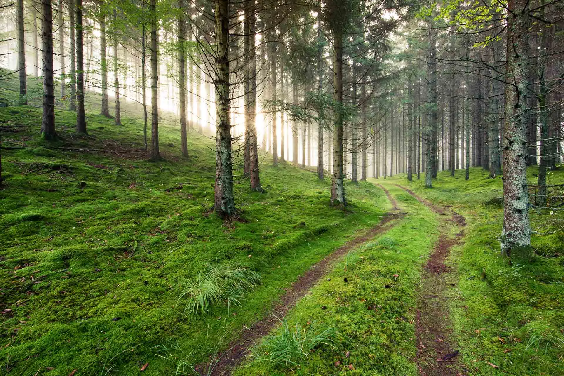 Waldweg im Morgenlicht — die Quelle der Wärmepumpe: Umweltenergie